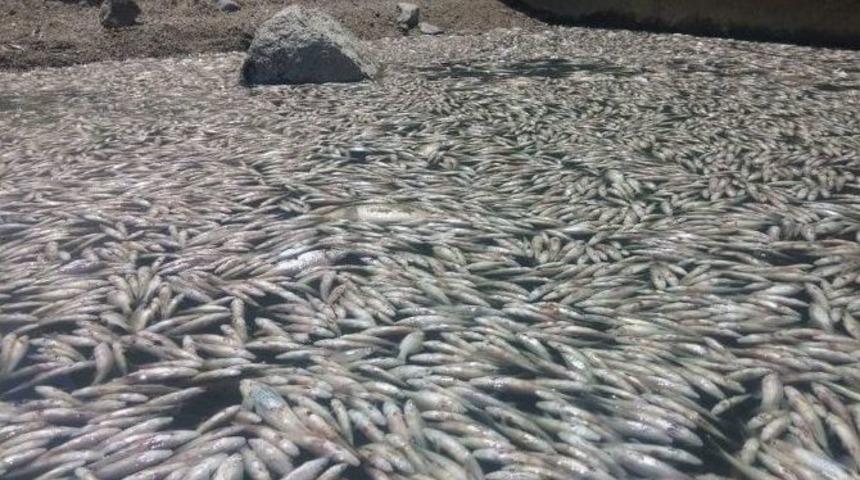 Toplu Balık Ölümleri Korkuttu