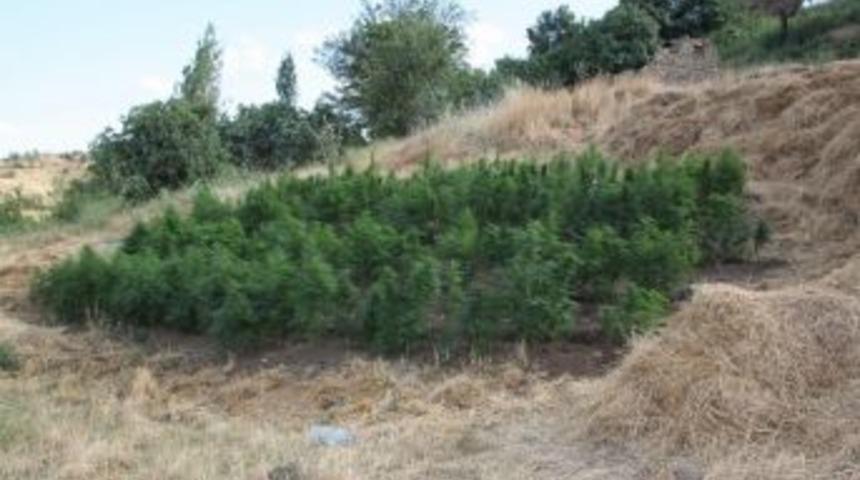 Siirt&rsquo;te Kenevir Bitkisi Ele Ge&ccedil;irildi