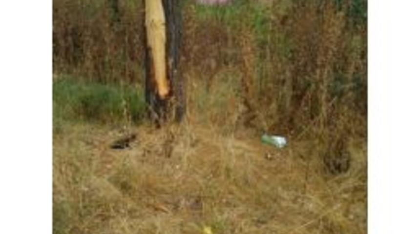 Biga&rsquo;da Bir Ağaca Yıldırım İsabet Etti