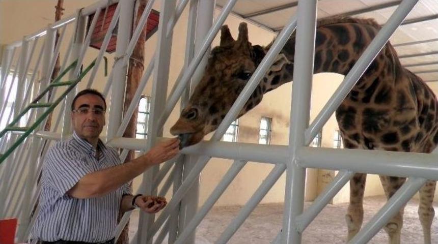 Z&uuml;rafaların B&uuml;y&uuml;k Aşkı