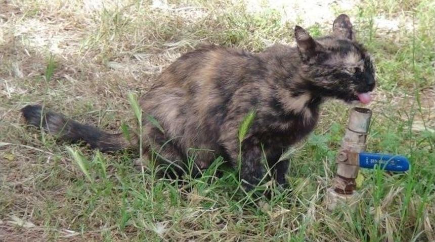 Hayvanların Sıcakla M&uuml;cadelesi
