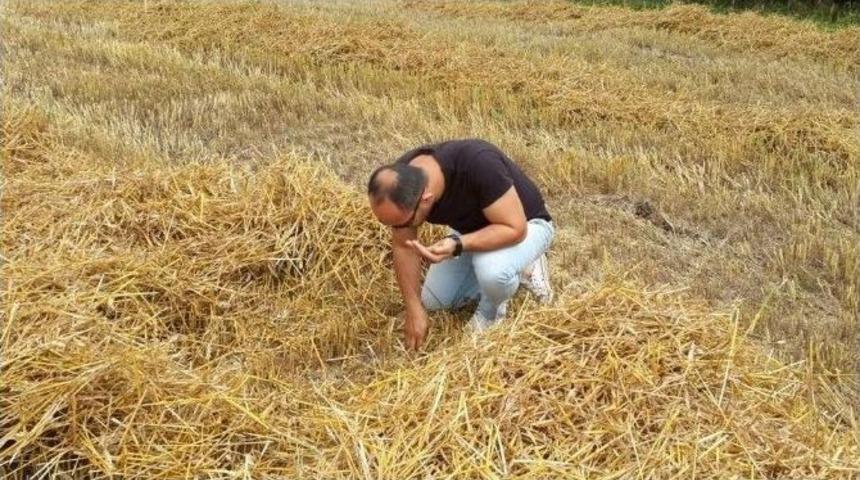 &Ccedil;arşamba&rsquo;da Buğday Hasadı Başladı
