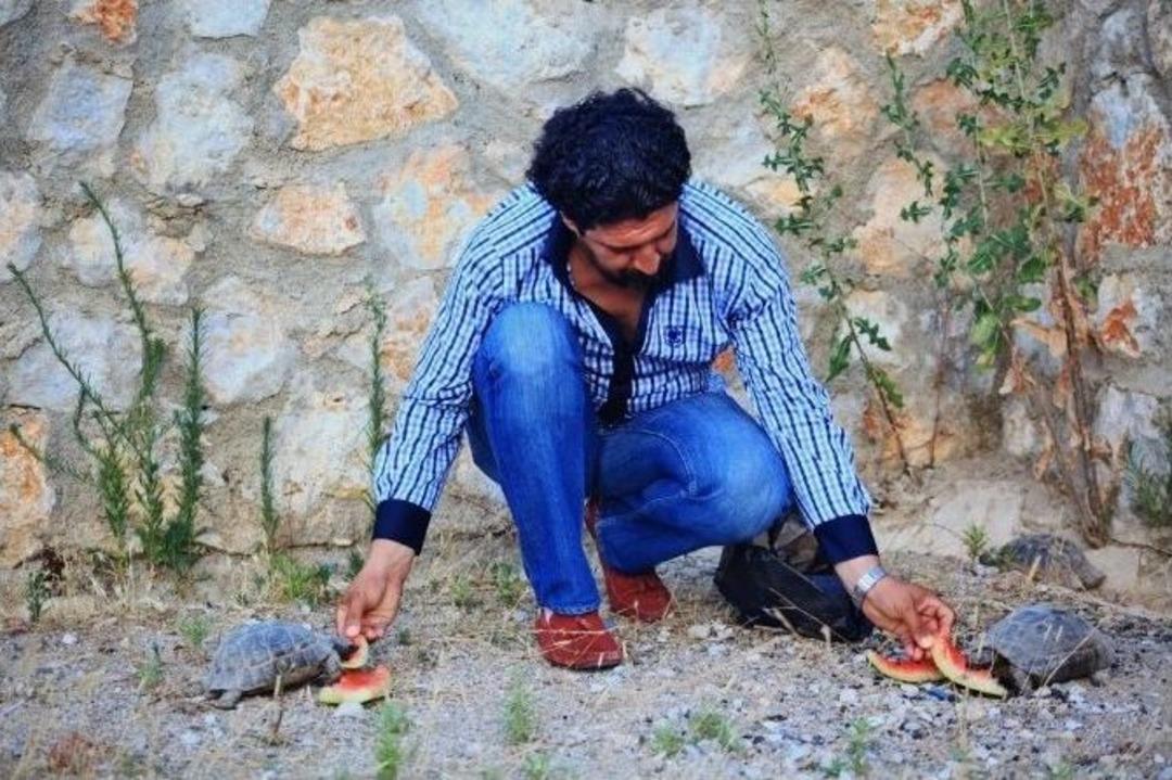 Kaplumbağaları Eliyle Besliyor