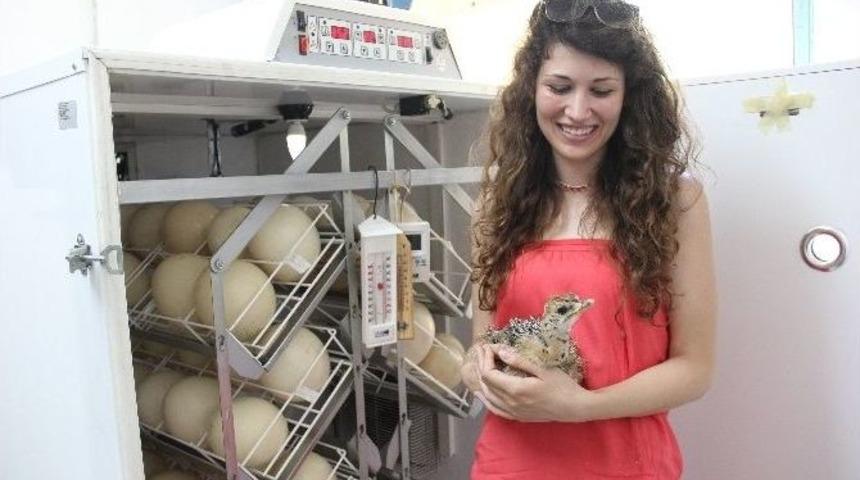 (&ouml;zel Haber) Deve Kuşu Eti, Kırmızı Ete Rakip Olacak