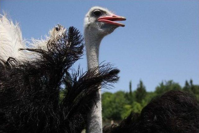 (özel Haber) Deve Kuşu Eti, Kırmızı Ete Rakip Olacak