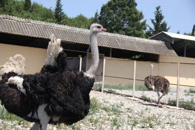 (özel Haber) Deve Kuşu Eti, Kırmızı Ete Rakip Olacak