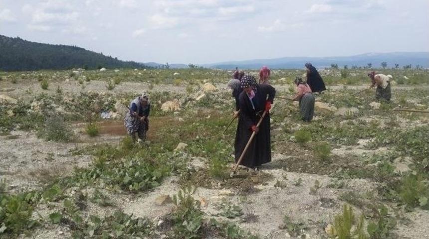 Bursa&rsquo;da K&ouml;yl&uuml; Kadınlara Ek Gelir Kapısı