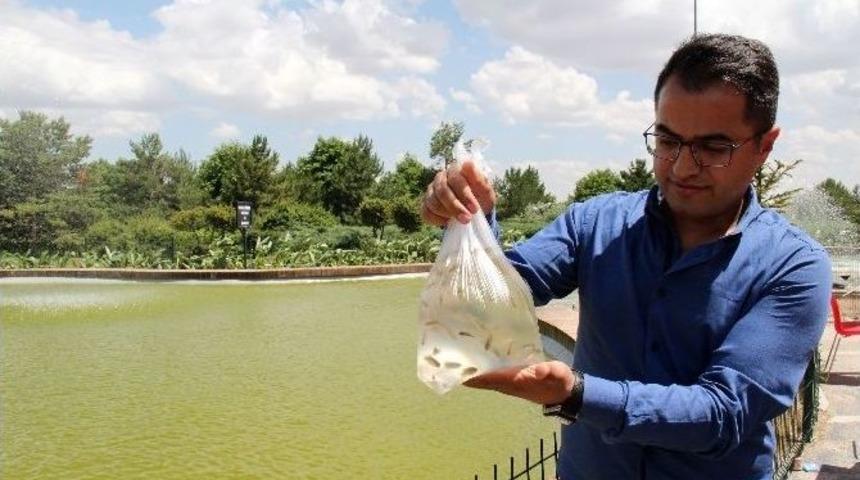 Larva M&uuml;cadelesinde Minik Balıklar İş Başında