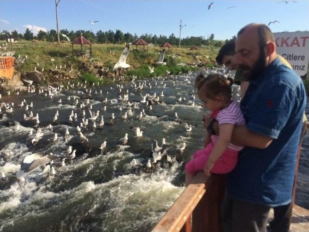 Martılar&rsquo;ın Balık Kavgası