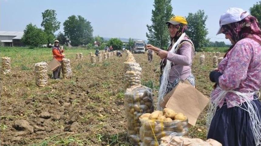 Patates &Uuml;retimi Kavurucu Sıcak Altında Sancılı Başladı