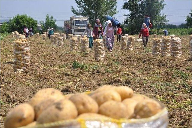 Patates Üretimi Kavurucu Sıcak Altında Sancılı Başladı