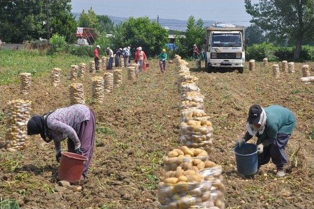 Patates Üretimi Kavurucu Sıcak Altında Sancılı Başladı