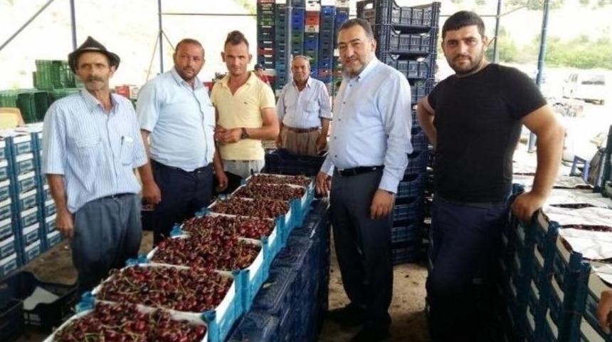 Simav&rsquo;da Kiraz Hasadı Başladı