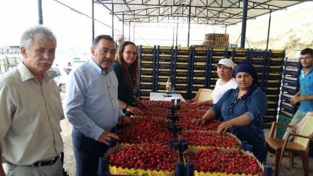 Simav’da Kiraz Hasadı Başladı