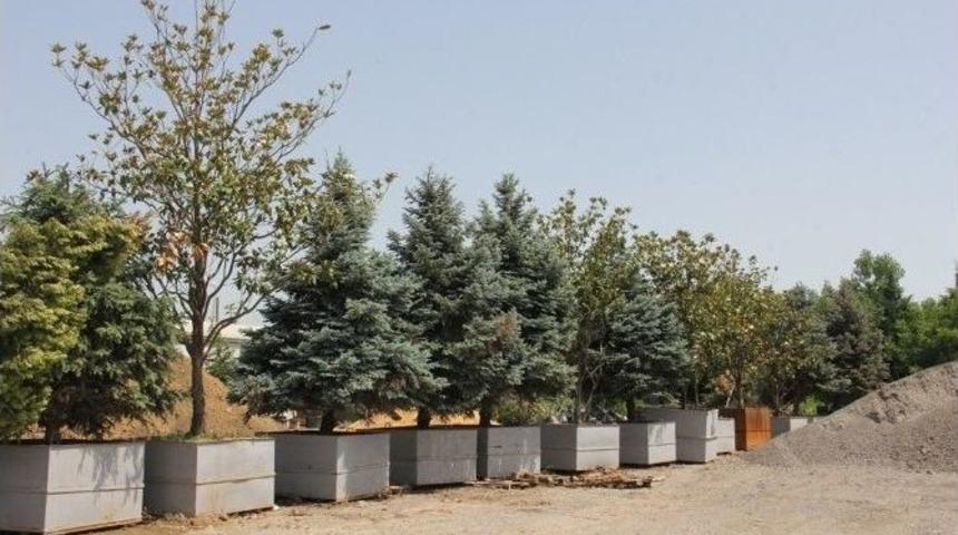 Ağa&ccedil;lar Bakım Sonrasında Tekrar Dikiliyor