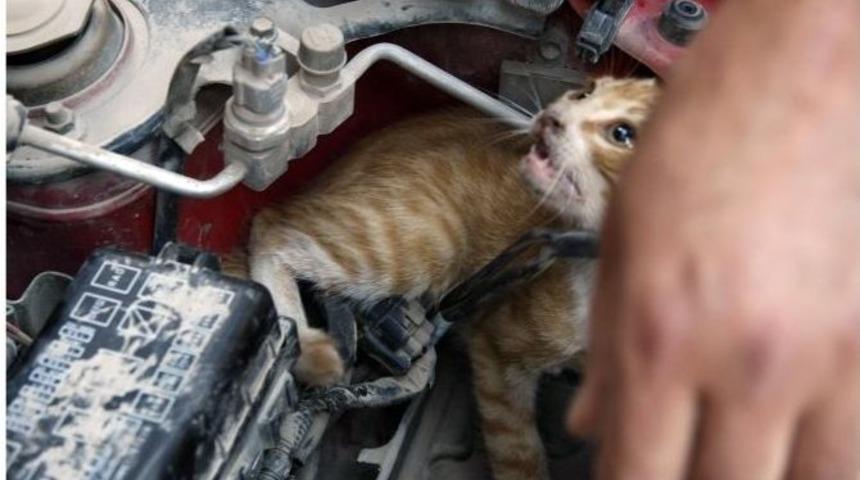 Otomobilin Motoruna Sıkışan Kediyi İtfaiye Ekipleri Kurtardı