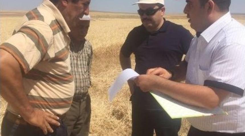 Kulu&rsquo;da Hasat Ve Bi&ccedil;erd&ouml;ver Denetimi Sıklaştırıldı