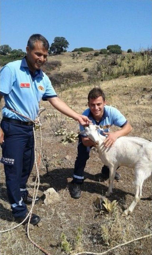 Mahsur Kalan Keçiyi İtfaiye Kurtardı