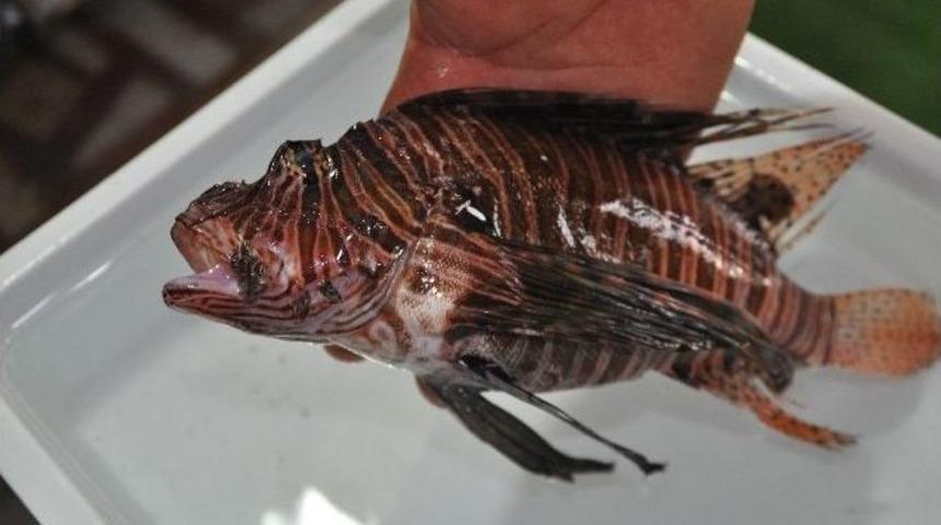 Zehirli Aslan Balığı Gazipaşa&rsquo;da Ağlara Takıldı