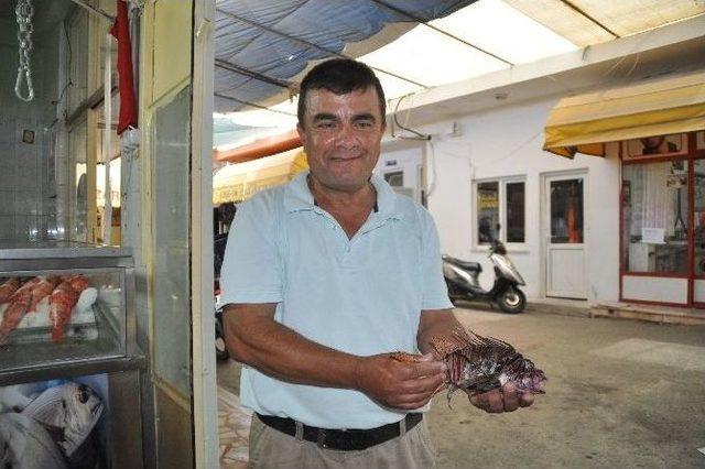 Zehirli Aslan Balığı Gazipaşa’da Ağlara Takıldı