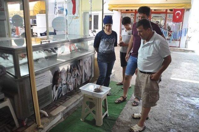 Zehirli Aslan Balığı Gazipaşa’da Ağlara Takıldı