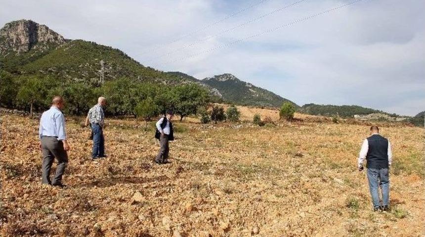 Dat&ccedil;a&rsquo;da 105 Dekara Badem Fidanı Dikildi