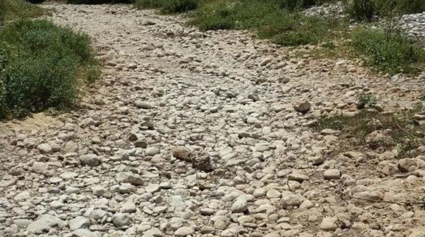 Sular Çekilince Balıklar Telef Oldu