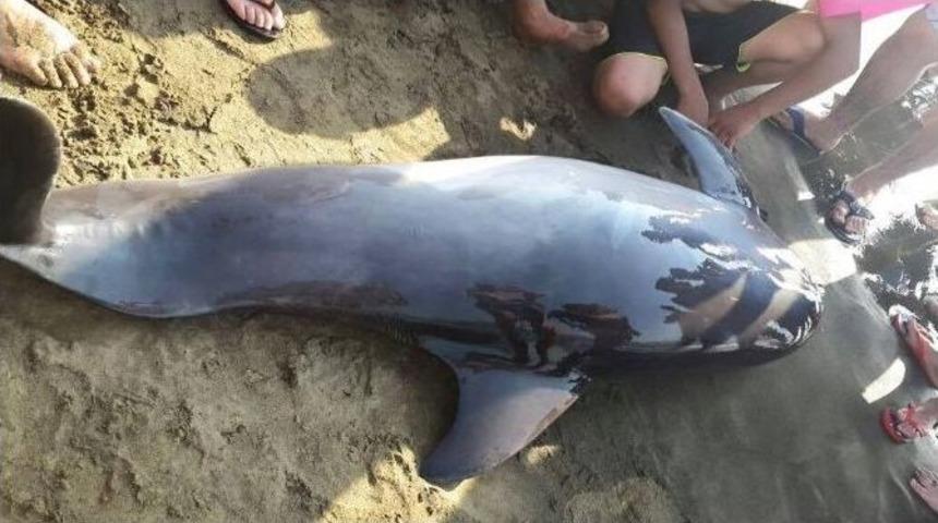 İskenderun K&ouml;rfezinde &Ouml;l&uuml; Yunus Balığı Bulundu