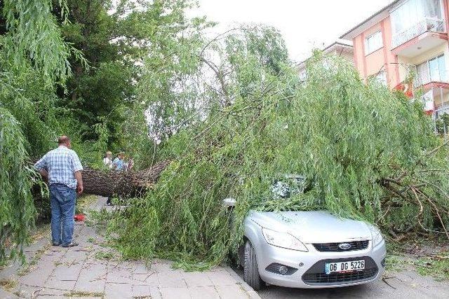 Başkent’te Fırtına Ağaç Devirdi