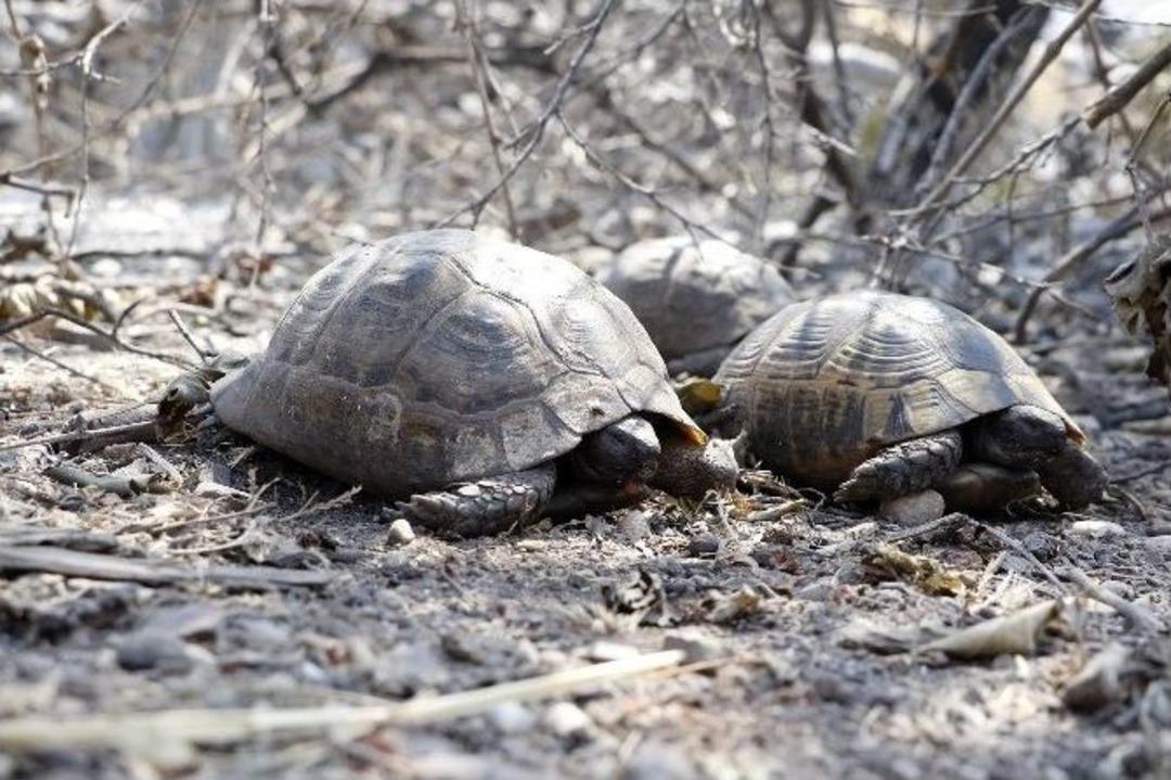 Orman Yangınından Geriye K&ouml;m&uuml;rleşmiş Hayvan &Ouml;l&uuml;s&uuml; Ve Yanan Evler Kaldı