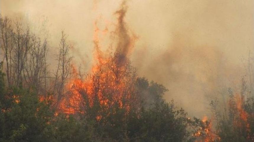 Araban&rsquo;da 700 D&ouml;n&uuml;ml&uuml;k Orman K&uuml;l Oldu