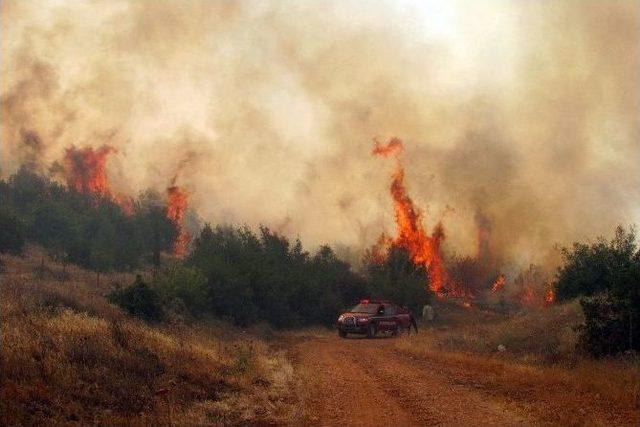 Araban’da 700 Dönümlük Orman Kül Oldu