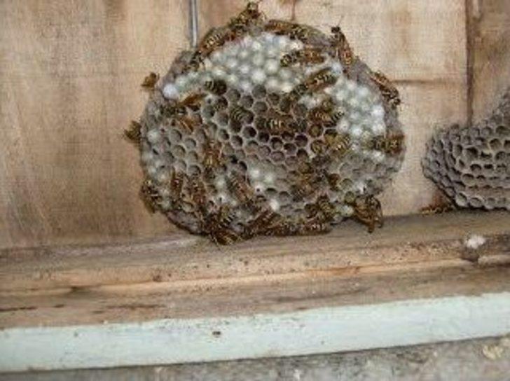 Ramazan Dolayısıyla Arıları Öldürmek İstemeyince Özel Ekip İstedi