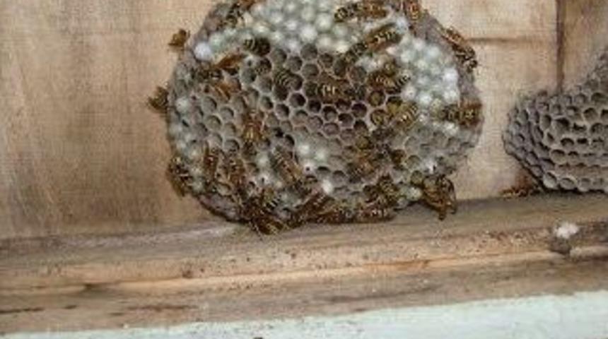 Ramazan Dolayısıyla Arıları &Ouml;ld&uuml;rmek İstemeyince &Ouml;zel Ekip İstedi