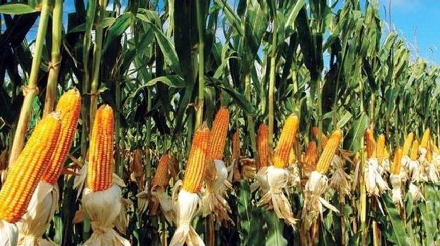 16 Bin 385 Hektar Alandan 20 Bin Ton Mısır Elde Edildi