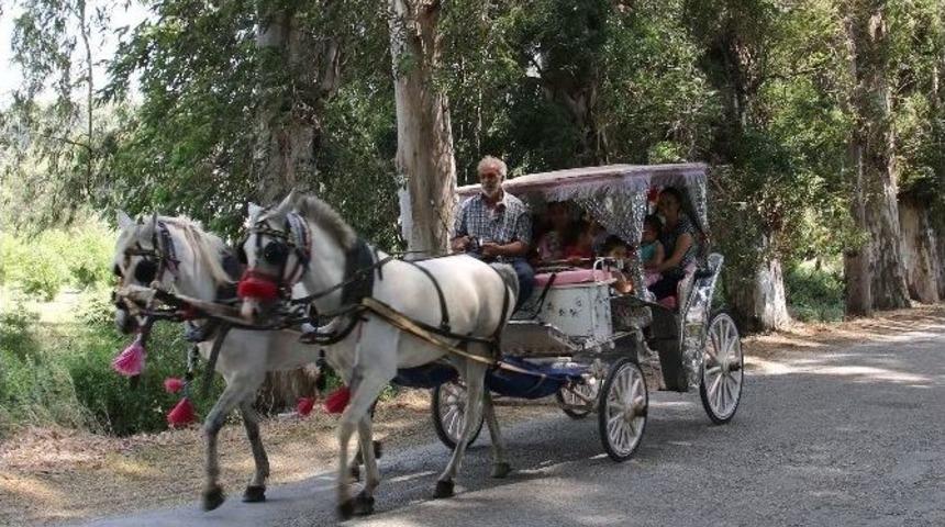 Ak&ccedil;apınar Ağa&ccedil;lı Yolda Fayton Keyfi Başladı