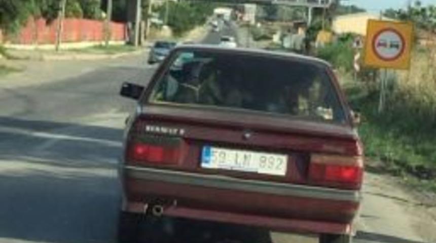 İneği Otomobile Bindirip Yolculuk Etti