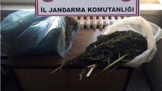 Kenevir Bitkisi İle Esrar Yakalandı