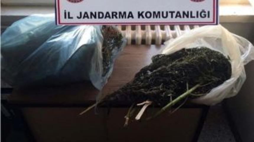 Kenevir Bitkisi İle Esrar Yakalandı