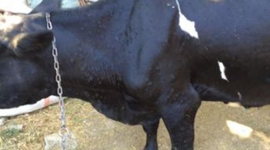 Manisa&rsquo;nın Selendi İl&ccedil;esinde Hayvan Giriş &Ccedil;ıkışları Yasaklandı