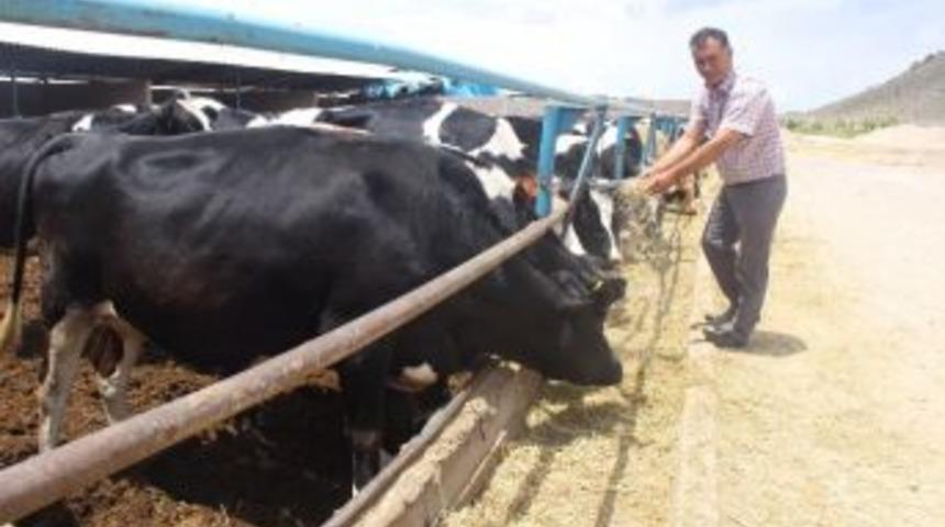 Kayseri Damızlık Sığır Yetiştiricileri Birliği İle B&uuml;y&uuml;kşehir Belediyesi S&uuml;t K&ouml;pr&uuml;s&uuml; Projesini Hayata Ge&ccedil;iriyor