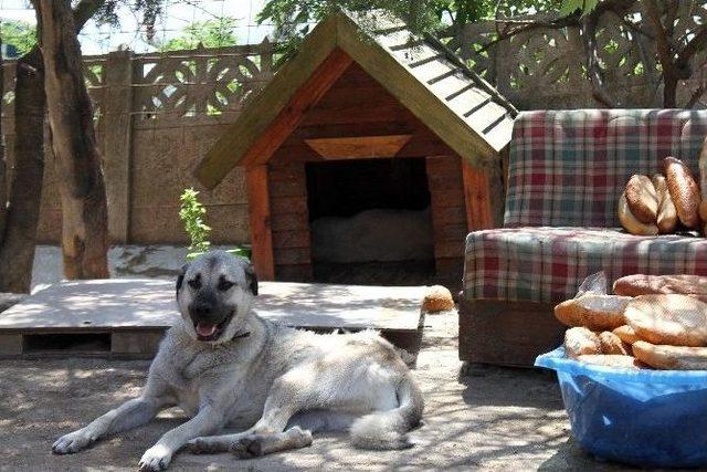 Tredaş’tan Köpek Barınağına Kulübe Yardımı