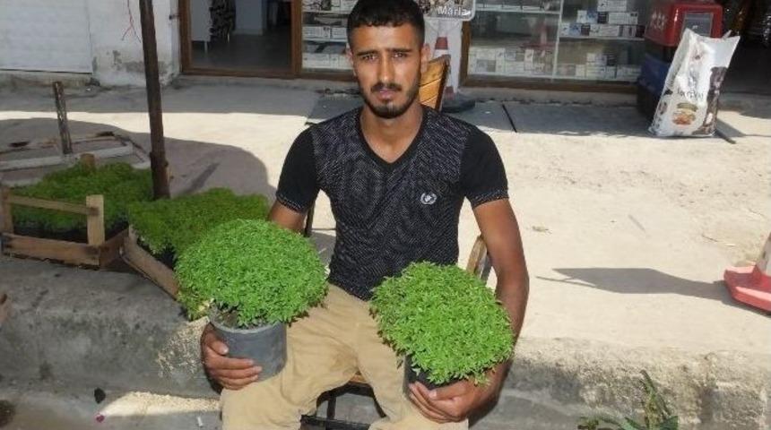 Fesleğen &Ccedil;i&ccedil;eği Burhaniyeli Gence Ekmek Oldu