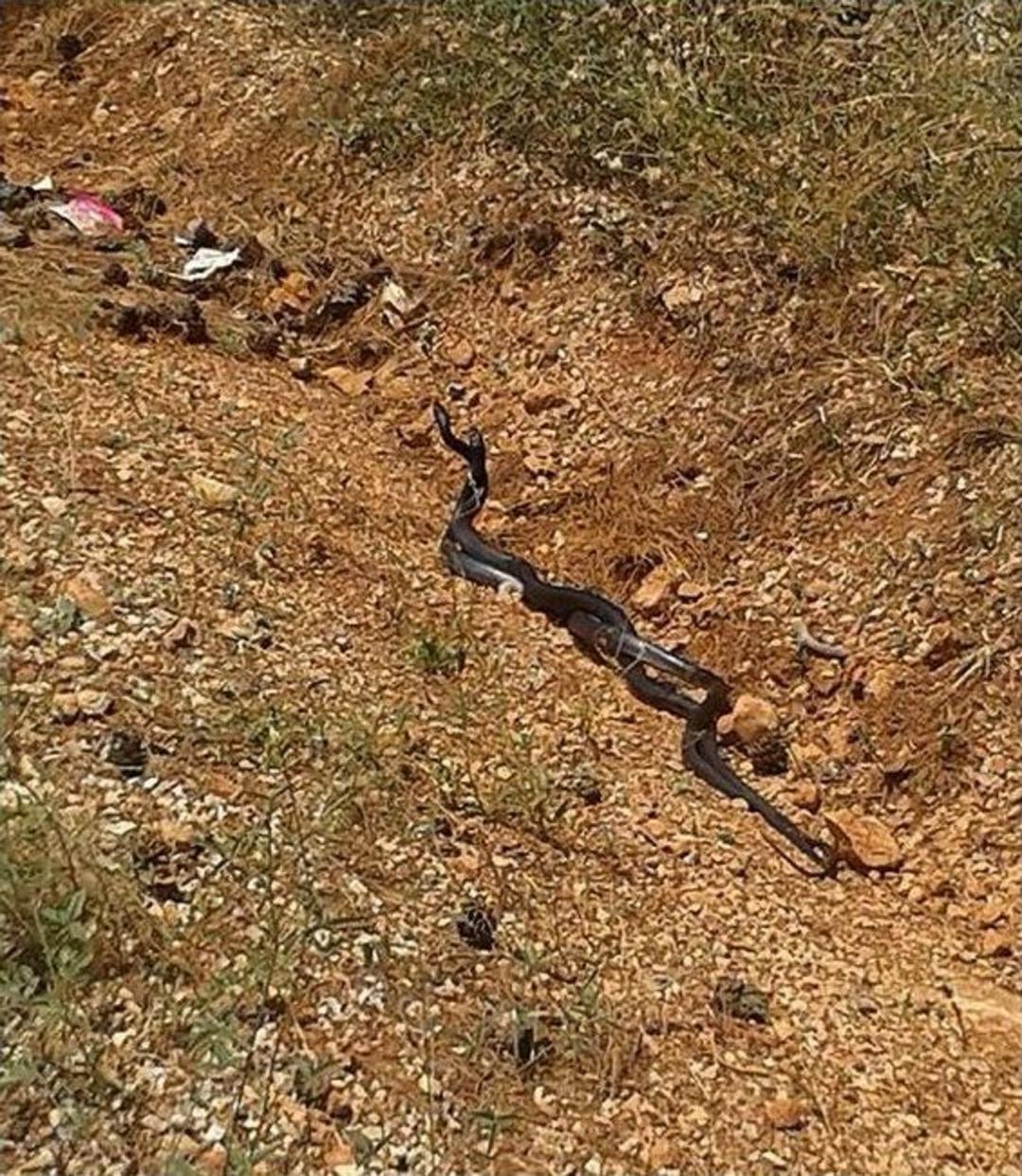 Muğla&rsquo;da Yılanların Aşk Dansı