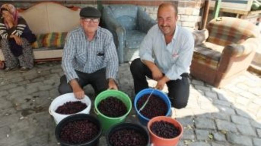 Burhaniye&rsquo;de Karadut Elde Kaldı