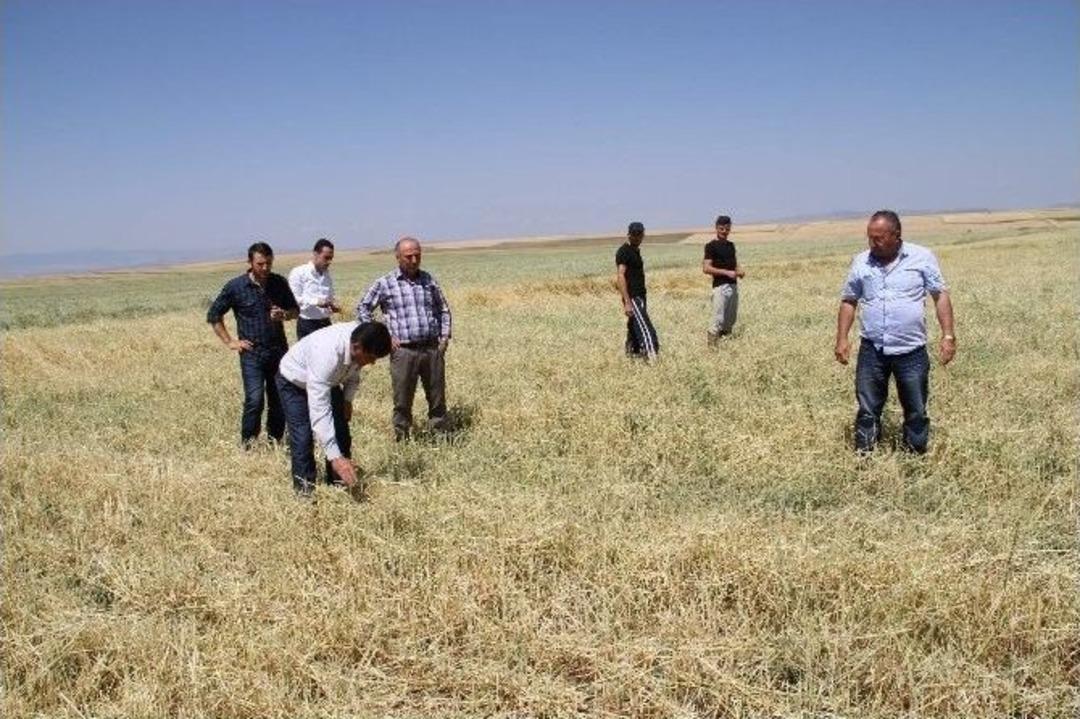 Yozgat&rsquo;ta Dolu 15 Bin Dekar Ekili Alana Zarar Verdi