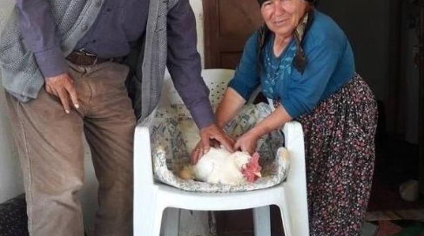 Sandalyeden Başka Yere Yumurtlamıyor