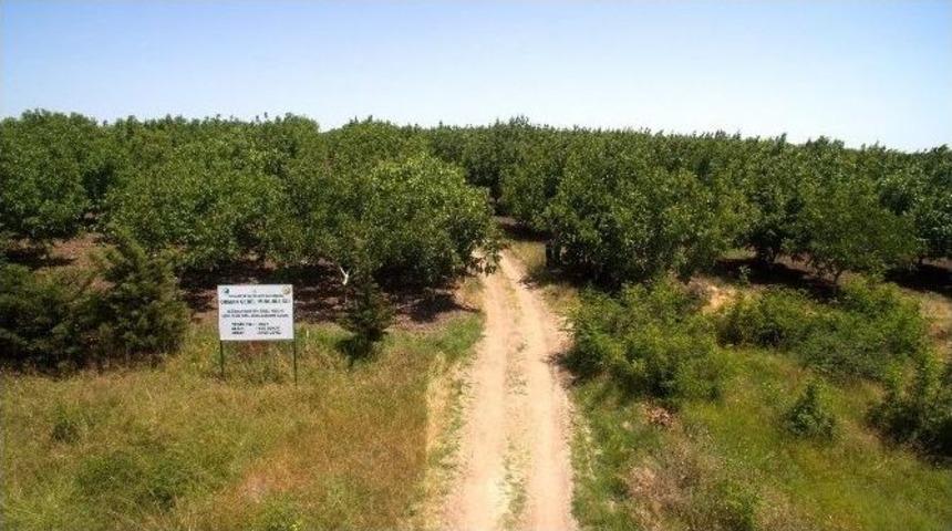 Edirne&rsquo;de Dikilen Ceviz Ağa&ccedil;larında &Uuml;retim Başladı