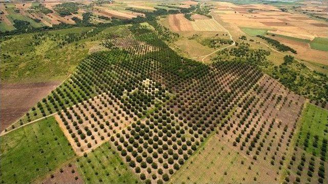 Edirne’de Dikilen Ceviz Ağaçlarında Üretim Başladı