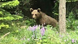 Aç Kalan Ayılar Yola İndi